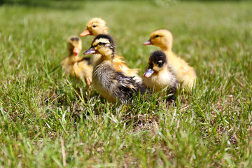 Little cute ducklings on green grass, outdoors