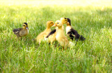 Little cute ducklings on green grass, outdoors