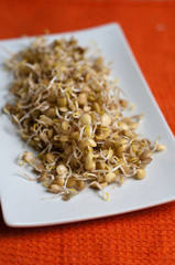 germogli di lenticchie