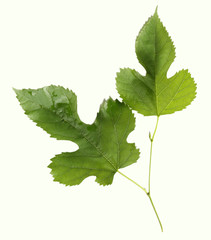Green leaves on white table