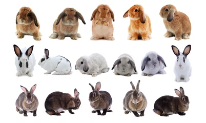 Glasschilderij Schattige konijntjes Schattig konijn geïsoleerd op een witte achtergrond