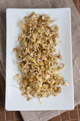 germogli di lenticchie