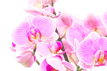 Fototapeta na wymiar Some Orchids