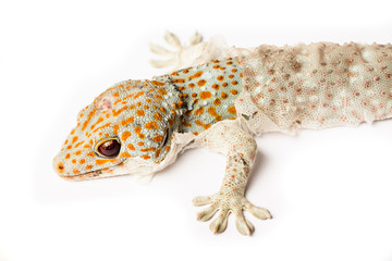 gecko on a white background