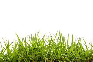 fresh spring green grass isolated on white background