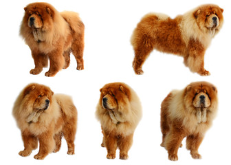 Chines chow chow dog isolated on a white background