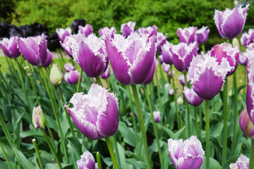 Colorful tulip garden in nature park