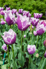 Colorful tulip garden in nature park