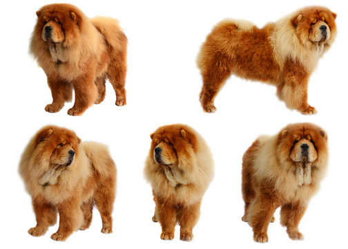 Chines Chow Chow Dog Isolated On A White Background