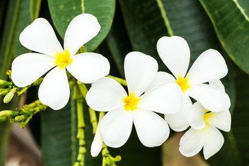 Obraz na płótnie Canvas frangipani flower or Leelawadee flowers on the tree.