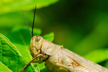 Grasshopper