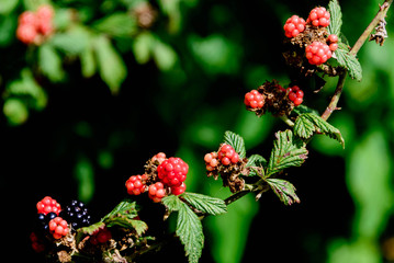 blackberries ripening on the vine © Casey E Martin