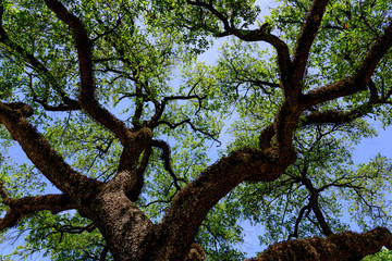 Fototapeta na wymiar blue sky upwards through an old oak tree