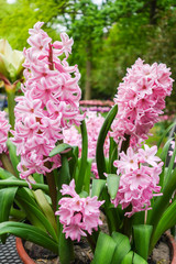 Obraz premium Flowers garden in nature park