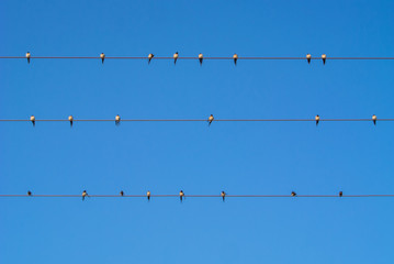 Martins  on wire.