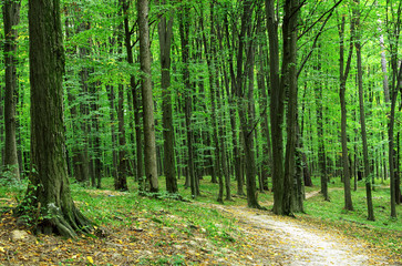 Fototapeta premium forest trees