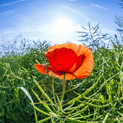 poppy flower in meadow in morning light