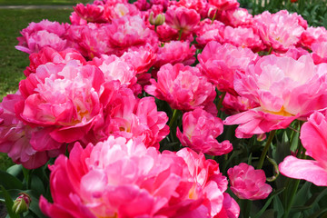 Flowers garden in nature park