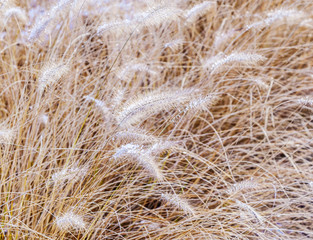 frozen pampa grass in wintertime