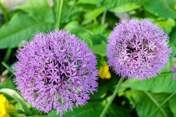 Flowers garden in nature park