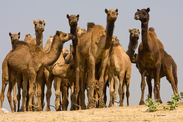 Camel at the Pushkar Fair.  Rajasthan, India