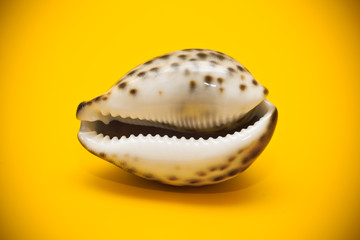 Marine shell close-up