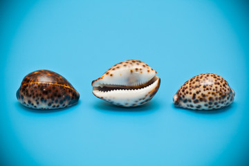Three shells with brown spots on a blue background