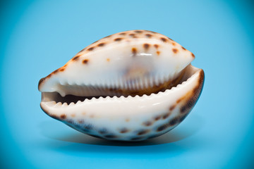 Marine shell close-up on blue background