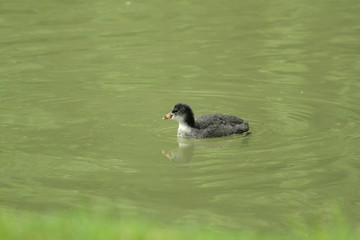 Jeune foulque macroule (Fulica atra)