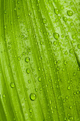 water drops on green plant leaf