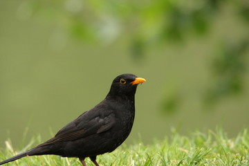 Merle noir (Turdus merula)