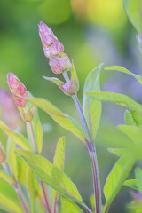 Herbal Garden - flowering sage in the garden