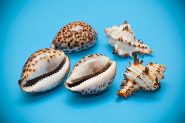 seashells on blue background