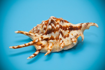 seashell beige with brown spots and spikes
