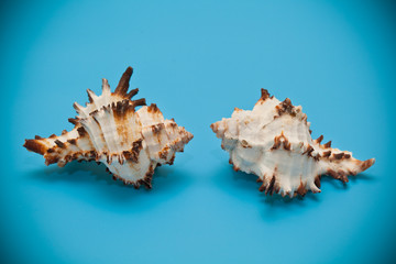 Fototapeta na wymiar seashell beige with brown spots and spikes