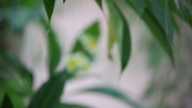 Frangipani flowers in the rain with sound. Shift in focus from