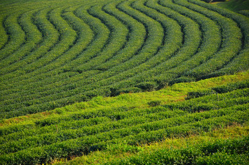 Terrace Tea Plantation Fields