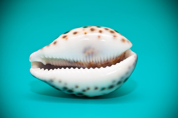 Marine shell close-up