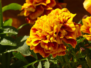 Yellow flower Tagetes