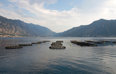 Aquaculture