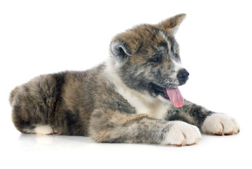 puppy akita inu