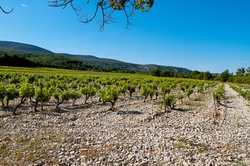 vignoble a lagorce ard&egrave;che