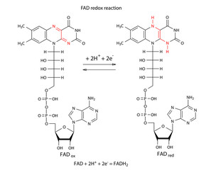 Illustration of FAD redox reaction with chemical formulas