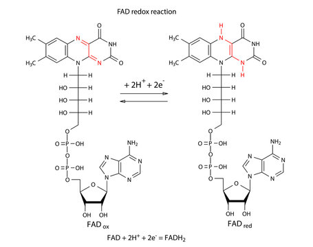 Illustration of FAD redox reaction with chemical formulas