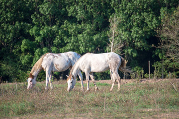Obraz na płótnie Canvas Konie w polu