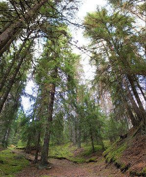 Upward view in a forest in Värmland, Sweden.