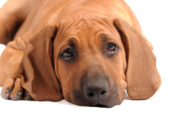 Rhodesian Ridgeback Welpe liegend