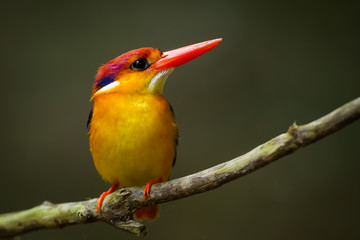 Very close up of Oriental Dwarf Kingfisher (Ceyx erithaca)