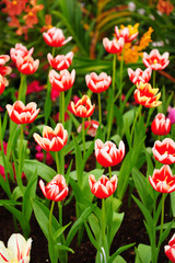 Colorful Tulip in Gardens