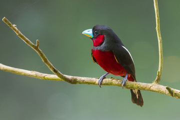 Left side of Black-and-Red Broadbill on the branch in nature